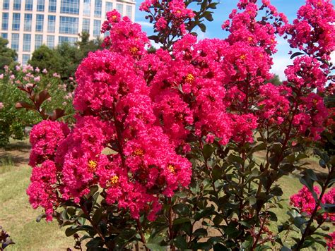 A closer look at the different varieties of Pink Magic Lagerstroemia Indica